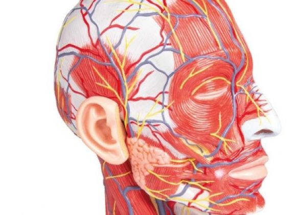 https://www.jayakelana.id/uploads/product/-c314-half-head-life-7437086ffa7f423_cover.jpg