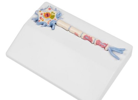 https://www.jayakelana.id/uploads/product/-c45-neuron-model-with-527743a583fd5f5_cover.jpg