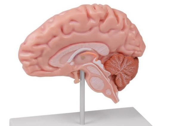 https://www.jayakelana.id/uploads/product/-c915-anatomical-brain-half--78130aa2e316da1_cover.jpg