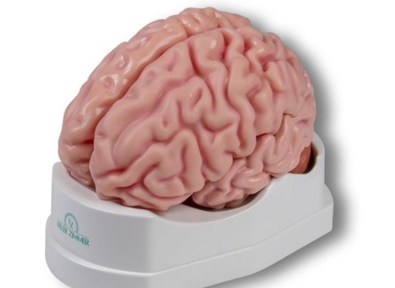 https://www.jayakelana.id/uploads/product/-c918-anatomical-brain-model--209799d9b8e78c0_cover.jpg