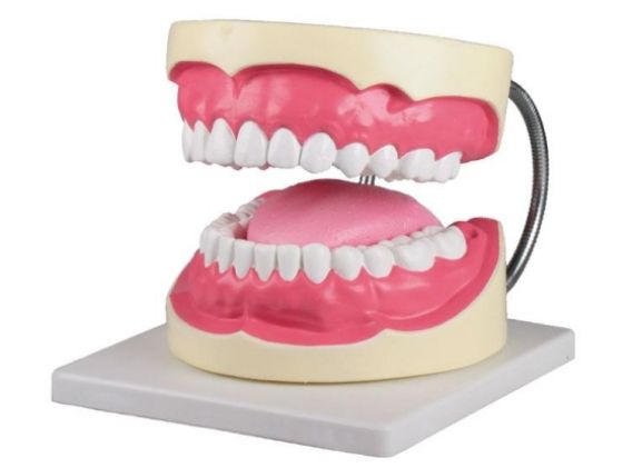 https://www.jayakelana.id/uploads/product/-d216-oral-hygiene-model-92598cdedd7ab29_cover.jpg