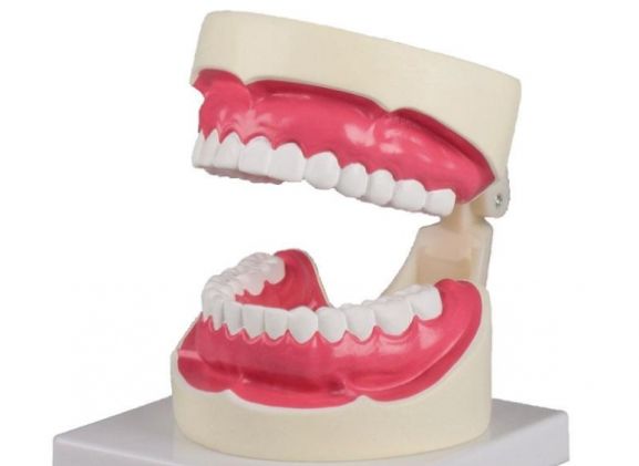 https://www.jayakelana.id/uploads/product/-d217-oral-hygiene-model-194570d2dd1fc6f_cover.jpg