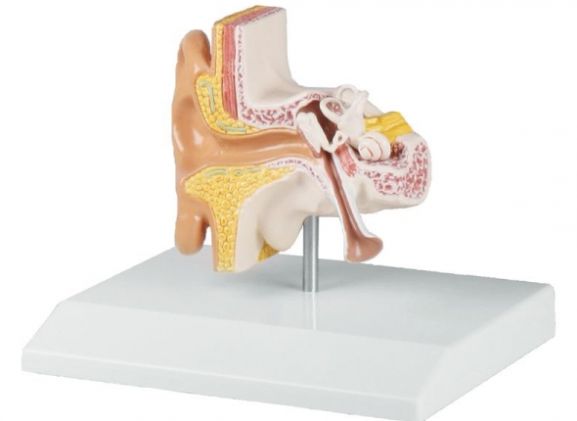 https://www.jayakelana.id/uploads/product/-e220-ear-model-1-5-891711ef194e274_cover.jpg