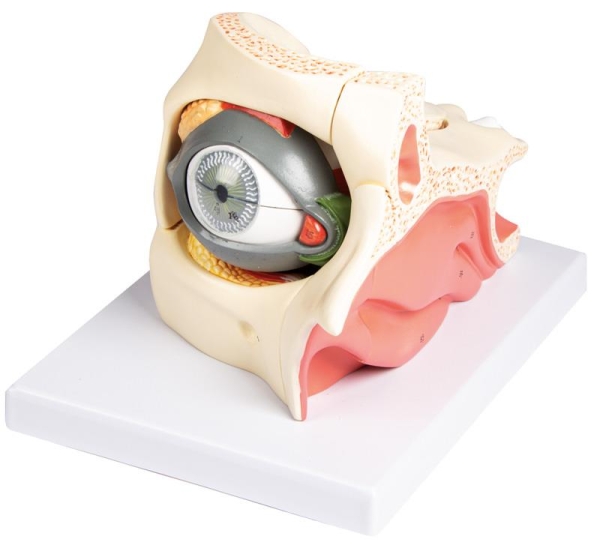 (F160) Eye in Orbit with Eyelid