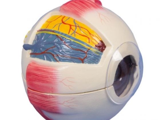 https://www.jayakelana.id/uploads/product/-f220-eye-6-times-26211f7455e1d1c_cover.jpg