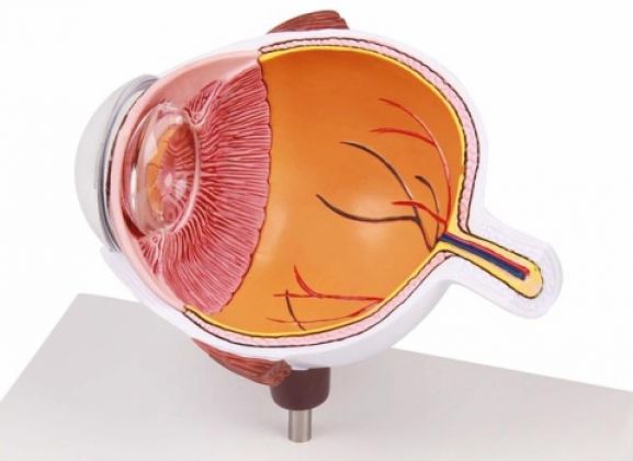 https://www.jayakelana.id/uploads/product/-f50-eye-half-enlarged-474222b7ae0b4f6_cover.jpg