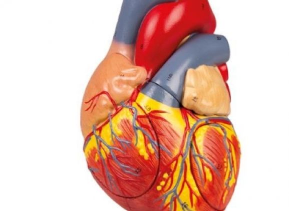 https://www.jayakelana.id/uploads/product/-g112-human-heart-2x-78586a8e3bbb39b_cover.jpg