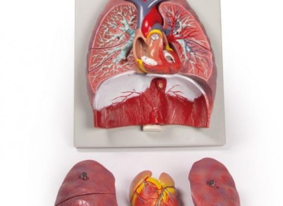 https://www.jayakelana.id/uploads/product/-g115-lungs-heart-and-38020d3548a949b_cover.jpg