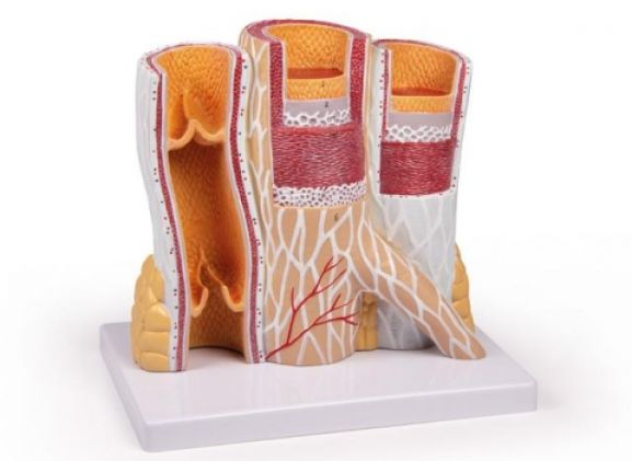 https://www.jayakelana.id/uploads/product/-g142-artery-and-vein-53682f4e2ecf864_cover.jpg