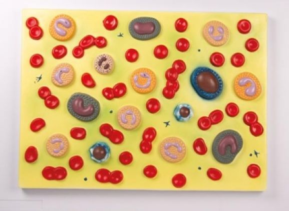 https://www.jayakelana.id/uploads/product/-g165-human-blood-cells-4554386220fce03_cover.jpg