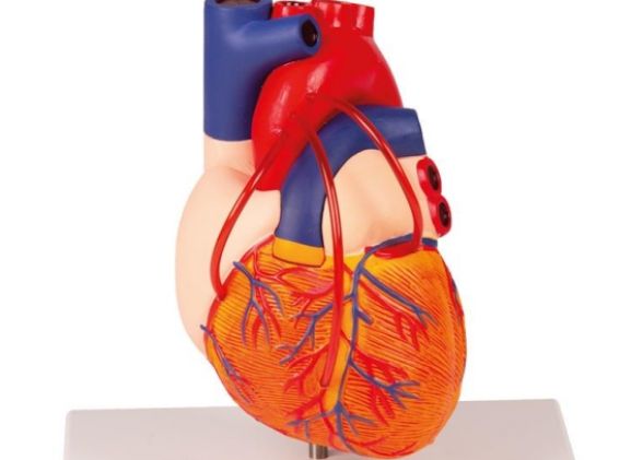 https://www.jayakelana.id/uploads/product/-g205-heart-with-bypass-861038a94bbcbe8_cover.jpg