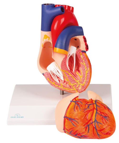 (G207) Heart Model, 2 part, with conducting system