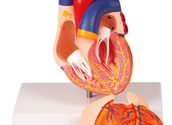 https://www.jayakelana.id/uploads/product/-g207-heart-model-2-69718dcbe0e411d_cover.jpg