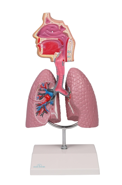 (G216) Human Respiratory System - EZ Augmented Anatomy