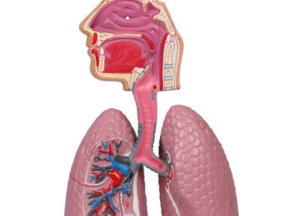 https://www.jayakelana.id/uploads/product/-g216-human-respiratory-system-92835081292854e_cover.jpg