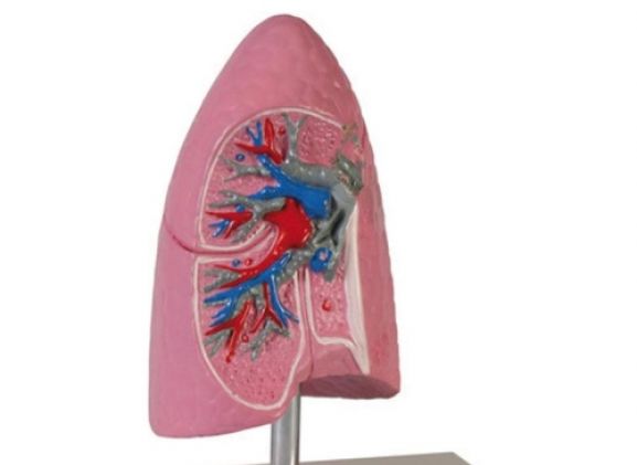 https://www.jayakelana.id/uploads/product/-g252-lung-half-1-2-41293d86e3870d0_cover.jpg