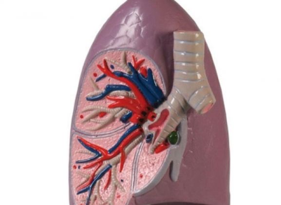 https://www.jayakelana.id/uploads/product/-g253-lung-half-life-77637b23cb65290_cover.jpg