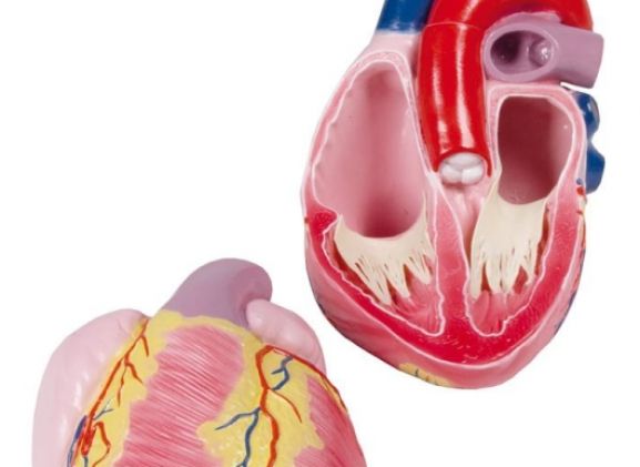 https://www.jayakelana.id/uploads/product/-g254-giant-heart-model--89406517c373aa0_cover.jpg