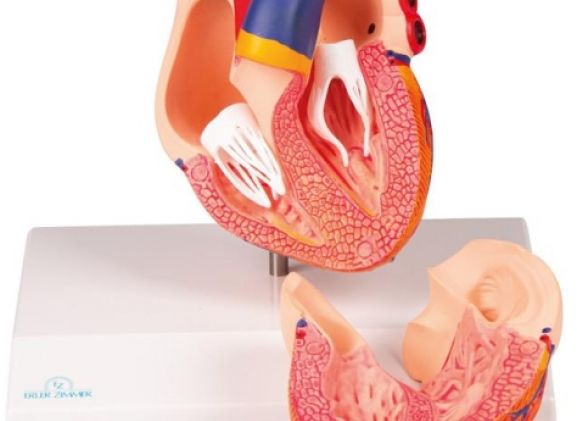 https://www.jayakelana.id/uploads/product/-g310-heart-model-life-306051eedb0570b_cover.jpg