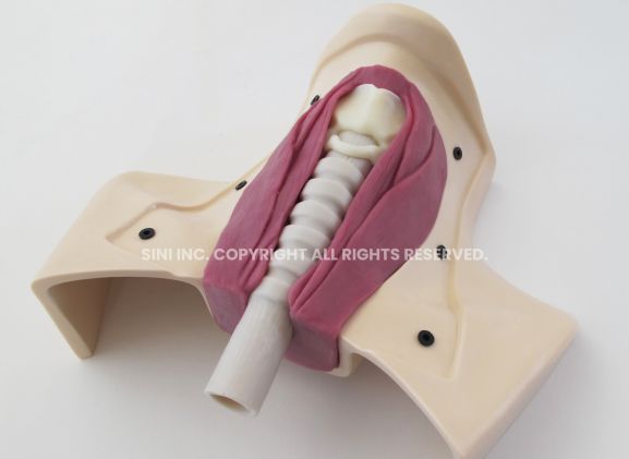 https://www.jayakelana.id/uploads/product/-h-tct-01-tracheotomy-trainer-42982278b2349be_cover.jpg