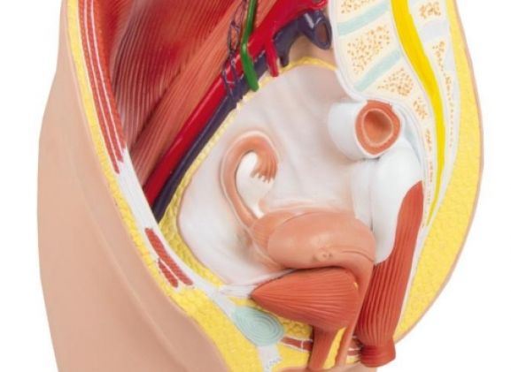 https://www.jayakelana.id/uploads/product/-h210-female-pelvis-life-207604358bdf132_cover.jpg