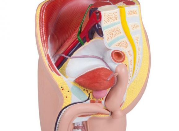 https://www.jayakelana.id/uploads/product/-h211-male-pelvis-life-72549a71094df75_cover.jpg
