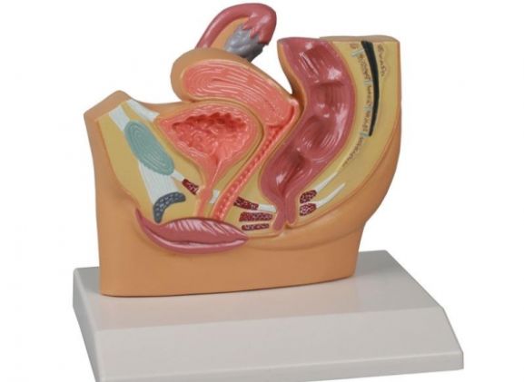 https://www.jayakelana.id/uploads/product/-h220-female-pelvis-section--52120a57fa3b84c_cover.jpg