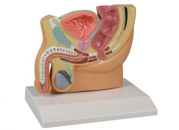 https://www.jayakelana.id/uploads/product/-h221-male-pelvis-section--15800cf2f11ee5e_cover.jpg