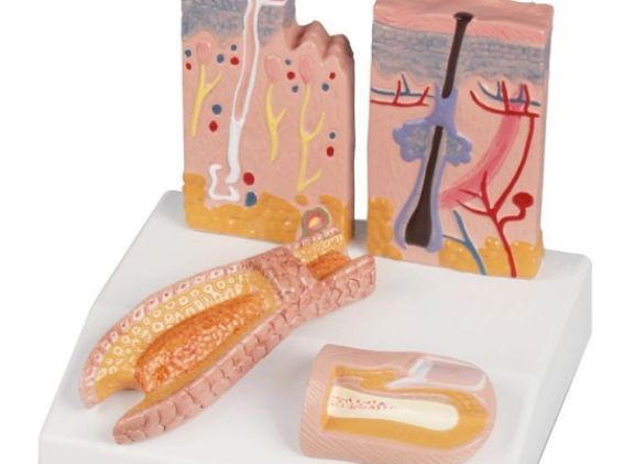 https://www.jayakelana.id/uploads/product/-j214-skin-hair-nail-desktop-model--75860ccbe70094c_cover.jpg