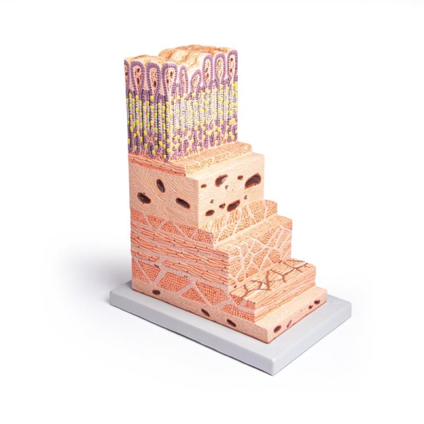 (K180) Stomach Wall