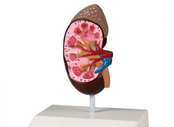 https://www.jayakelana.id/uploads/product/-k212-kidney-model-life-51850a577c0f904_cover.jpg