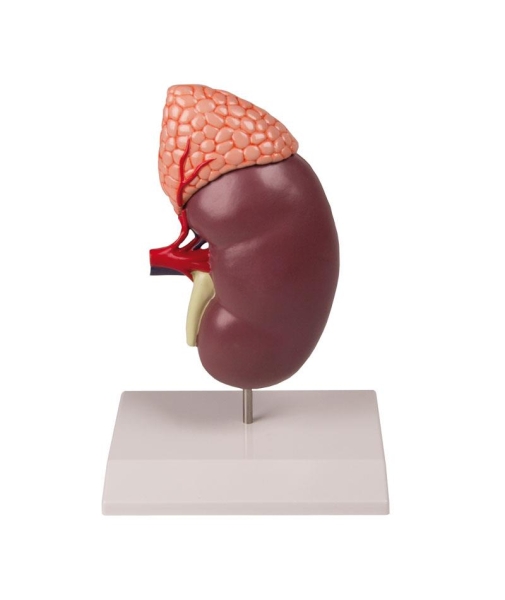 (K213) Kidney with Adrenal Gland, 2 times enlarged, 2-part