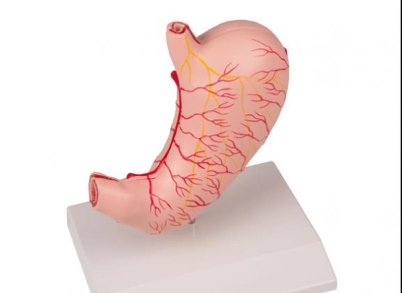 https://www.jayakelana.id/uploads/product/-k215-stomach-life-size--48435fea7fda588_cover.jpg