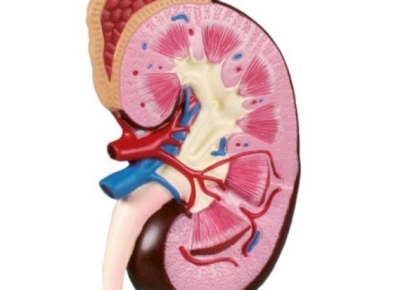 https://www.jayakelana.id/uploads/product/-k260-kidney-model-2-56864f816e635e5_cover.jpg