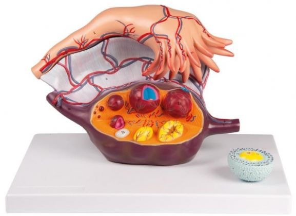 https://www.jayakelana.id/uploads/product/-l103-ovary-structure-94867df53b95bea_cover.jpg