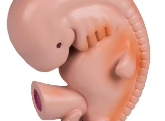 https://www.jayakelana.id/uploads/product/-l215-human-embryo-4-8702588d1fa5541_cover.jpg