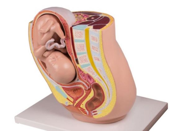 https://www.jayakelana.id/uploads/product/-l220-pregnancy-pelvis-with-650511bab8ca0d7_cover.jpg