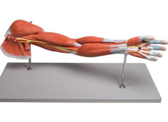 https://www.jayakelana.id/uploads/product/-m211-arm-muscles-7-part-60910210546c36f_cover.jpg
