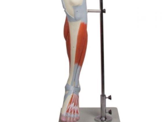 https://www.jayakelana.id/uploads/product/-m220-leg-muscles-13-part-355247dc3ca4939_cover.jpg