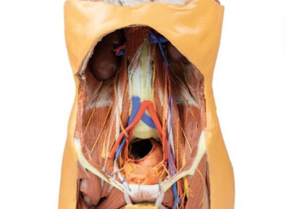 https://www.jayakelana.id/uploads/product/-mp1300-posterior-abdominal-wall-122572f88492647_cover.jpg