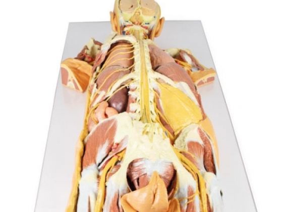 https://www.jayakelana.id/uploads/product/-mp1400-nervous-system-dissection-15695a3a973928a_cover.jpg