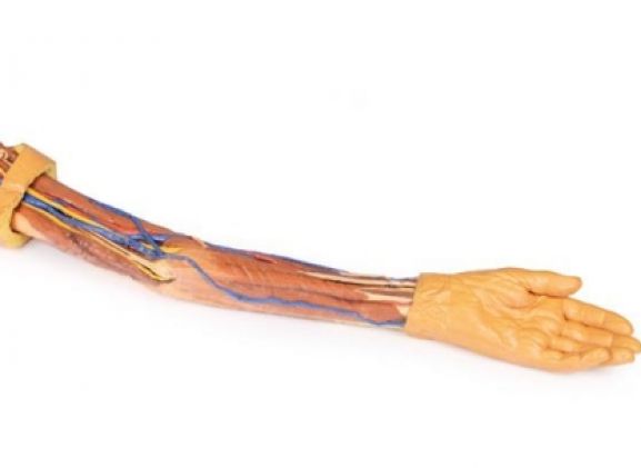 https://www.jayakelana.id/uploads/product/-mp1500-upper-limb-31059dcd2c281b4_cover.jpg