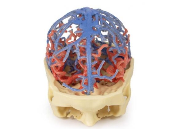 https://www.jayakelana.id/uploads/product/-mp1640-3d-printed-anatomy-5399593a735c862_cover.jpg