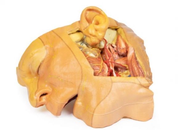 https://www.jayakelana.id/uploads/product/-mp1660-head-and-neck-529904d08f80369_cover.jpg