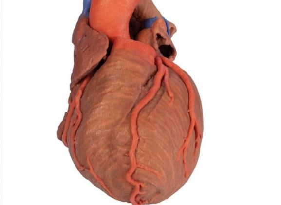 https://www.jayakelana.id/uploads/product/-mp1710-heart-and-the-11703c89c5ab82c_cover.jpg