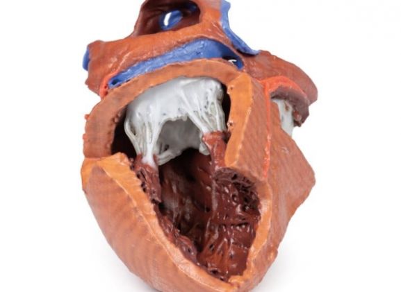 https://www.jayakelana.id/uploads/product/-mp1715-heart-internal-structures-38792208a973a09_cover.jpg