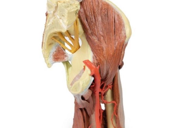 https://www.jayakelana.id/uploads/product/-mp1813-lower-limb--23746be4b341db7_cover.jpg
