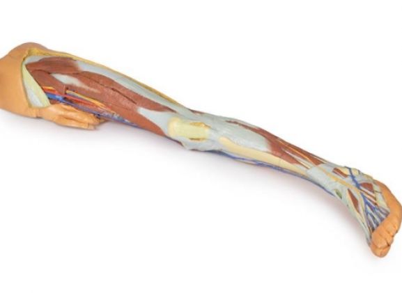 https://www.jayakelana.id/uploads/product/-mp1818-lower-limb-superficial-613000cf0032de5_cover.jpg
