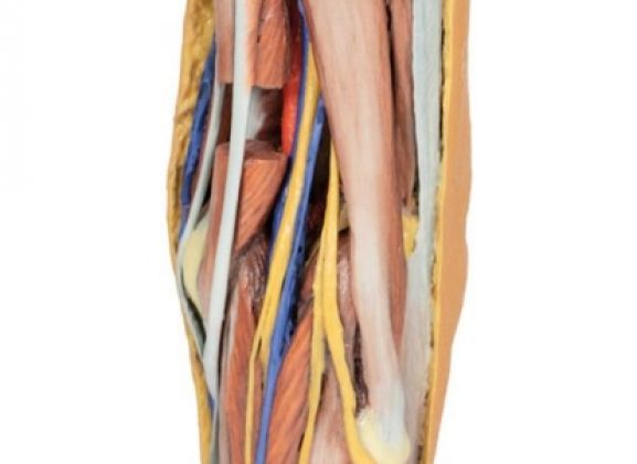 https://www.jayakelana.id/uploads/product/-mp1830-popliteal-fossa-799074de639e510_cover.jpg