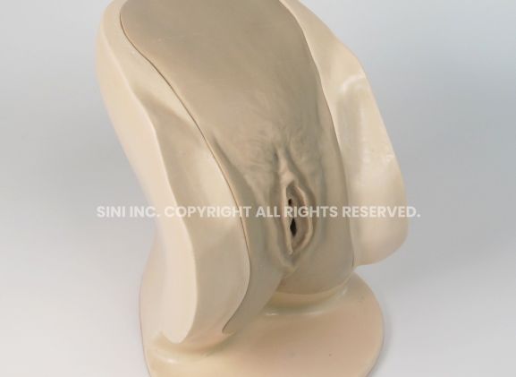 https://www.jayakelana.id/uploads/product/-p-ctb-02-female-catheterization-trainer-74319ae763b1cc8_cover.jpg